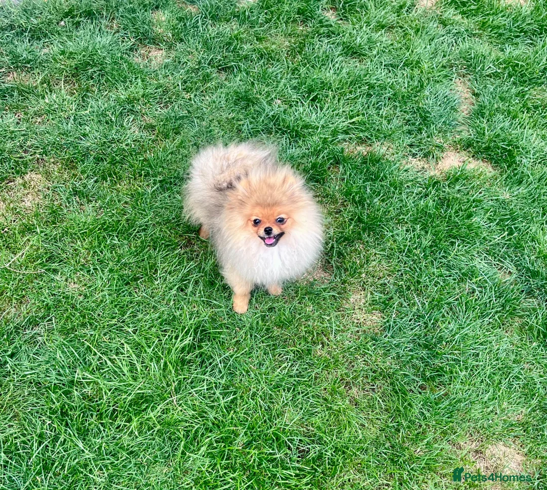 Pomeranian dogs for sale: 🐻Tiny boy 1kg at 4 months🔥Championship  - Advert 1