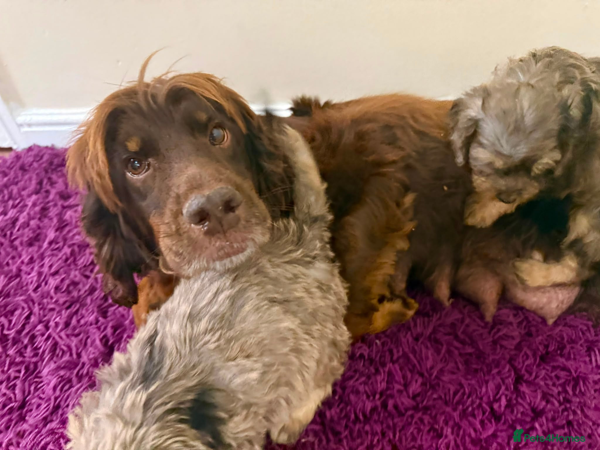 Cockapoo dogs Beautiful puppies - Advert 1