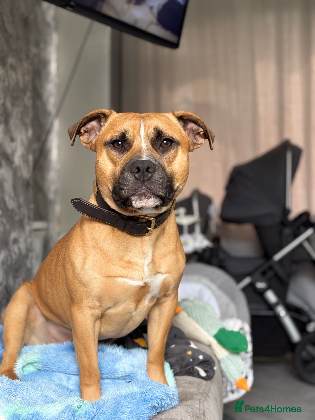 Staffordshire Bull Terrier dogs for stud: Looking for a staffy for my boy  - Image 3