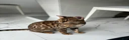 Bengal cats for sale: 3 Bengal kittens left  - Advert 2