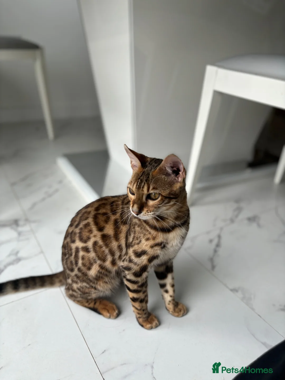 Bengal cats for sale: 3 Bengal kittens left  - Advert 2
