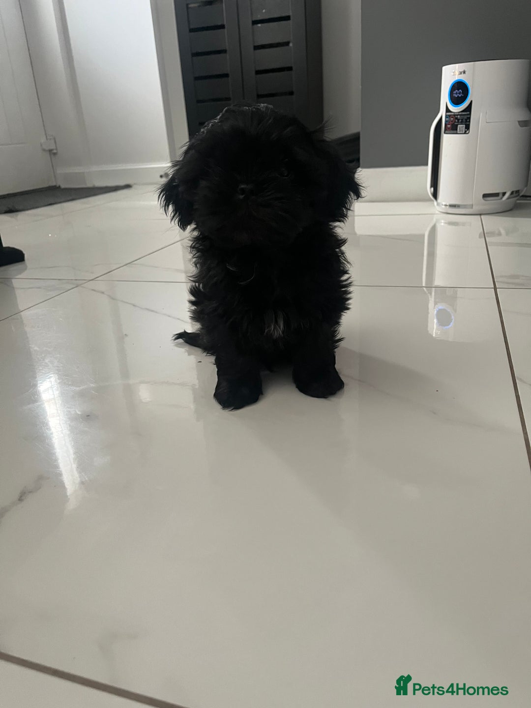 Shih Tzu dogs for sale: Rare solid black imperial Shih Tzu  - Advert 15