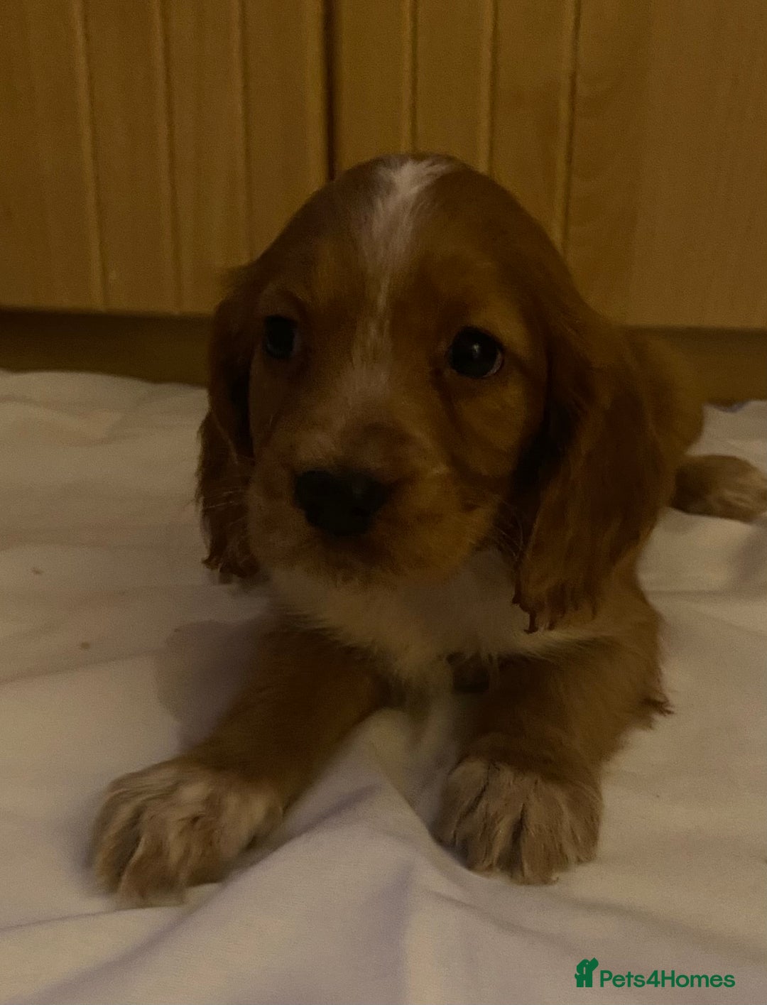 Cocker Spaniel dogs for sale: Beautiful cocker spaniel’s for sale - Advert 11