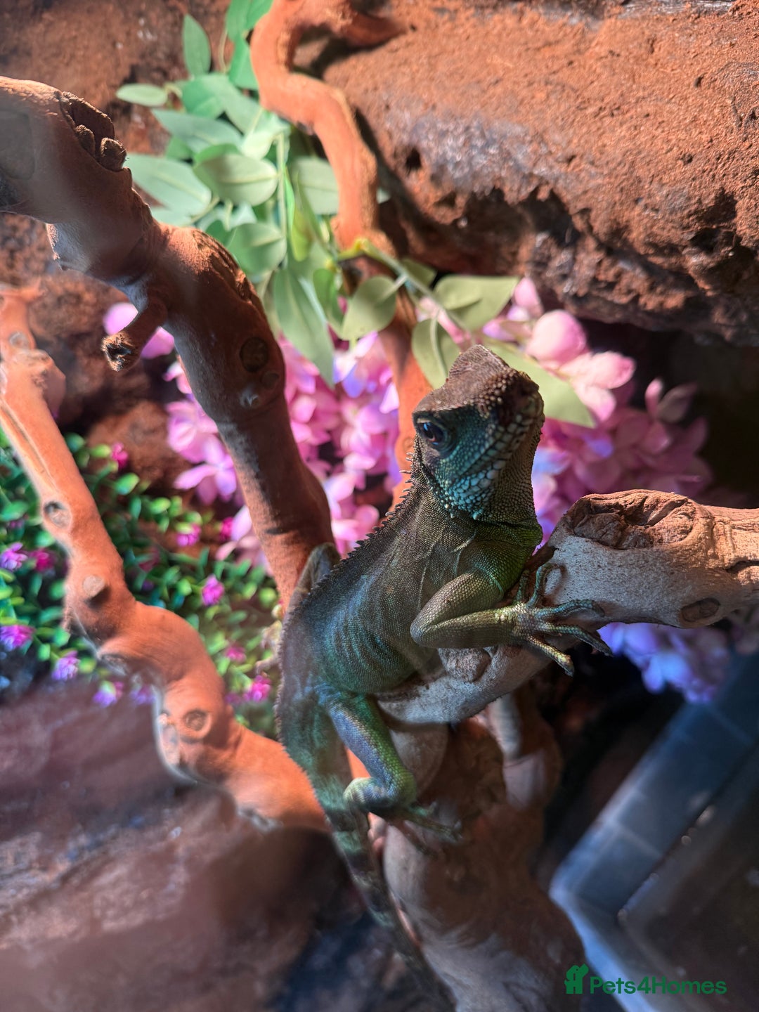 Dragon reptiles for sale: 3 Chinese water dragons 1 male 2 female - Advert 9