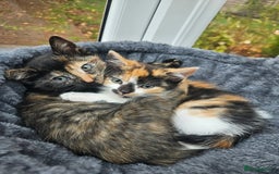 European cats for sale: Lovely 2 sisters kittens ready to find a new home. - Image 4