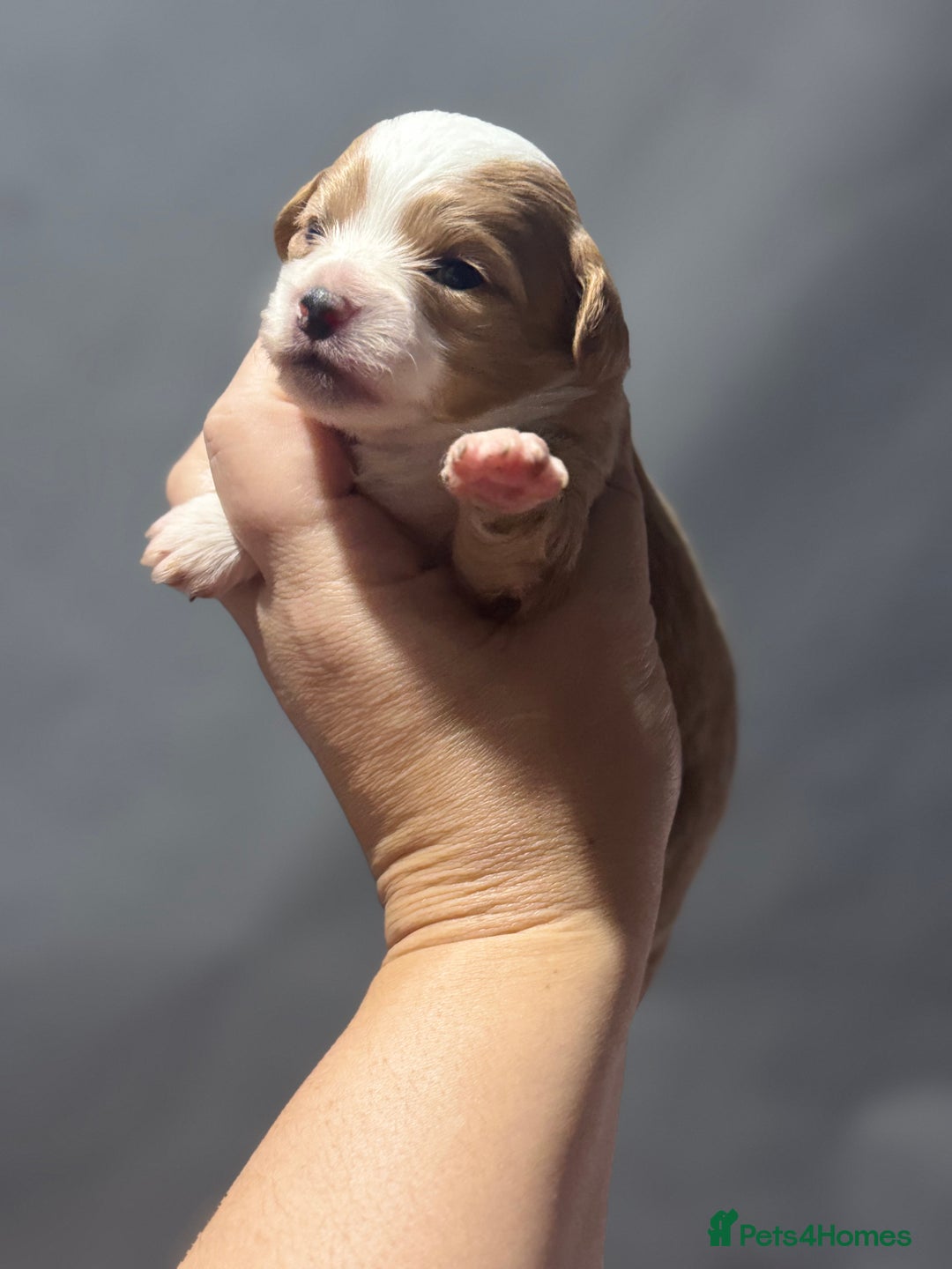 Chipoo dogs for sale: READY TO LEAVE THIS WEEK! Chipoo puppies - Advert 21