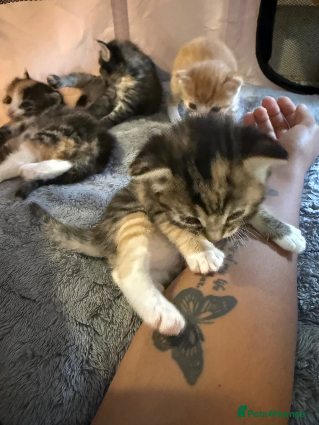 Mixed Breed cats for sale: Beautiful bengal / mixed breed kittens  in Harlow - Advert 10