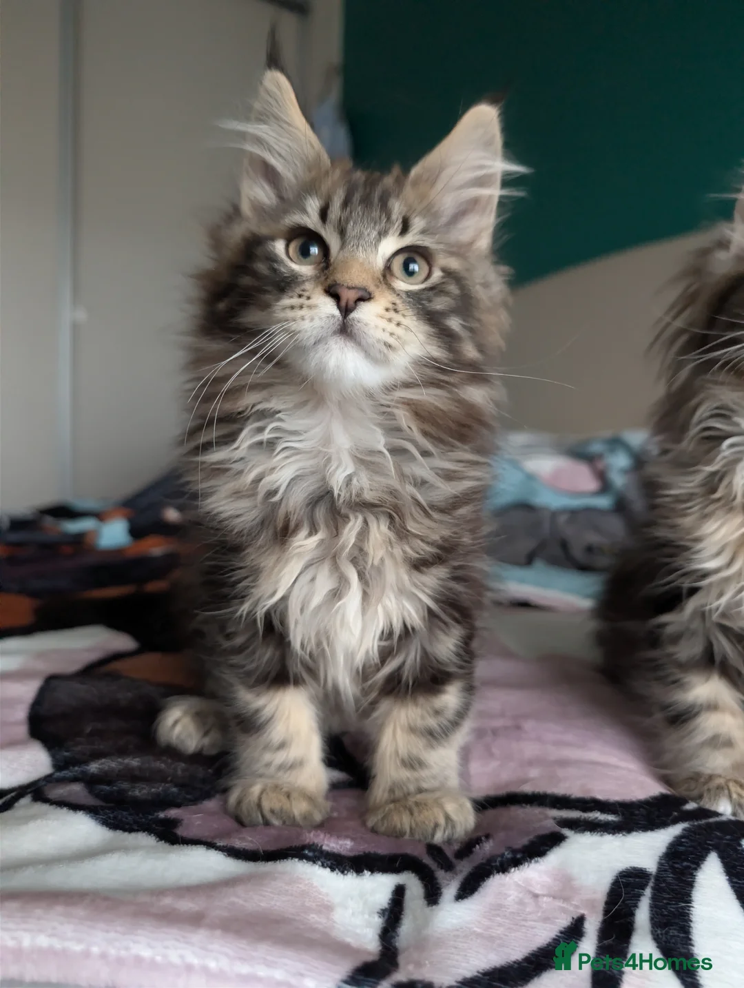 Maine Coon cats for sale: GCCF Maine Coon Kittens  - Advert 8