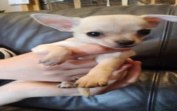 Chihuahua dogs for sale: Adorable Chihuahua Puppies - Image 5