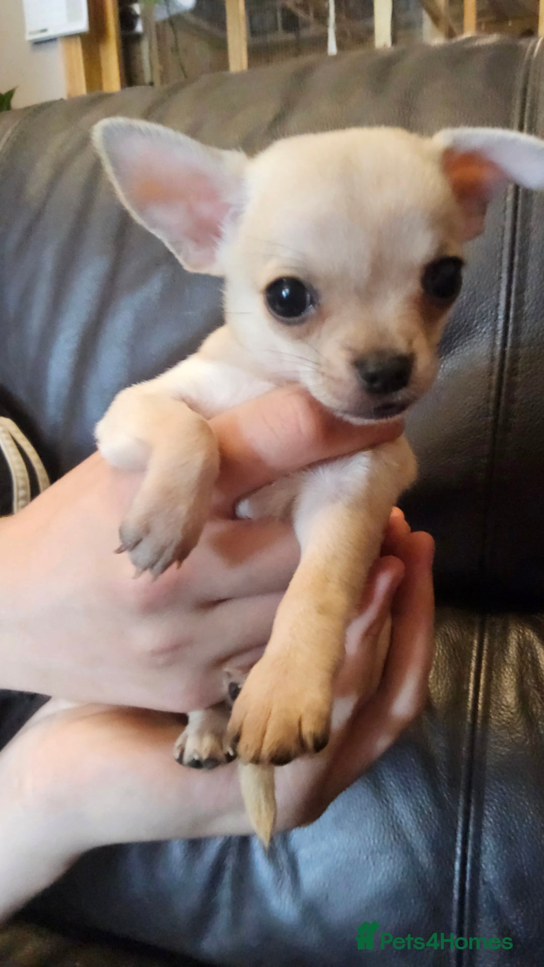 Chihuahua dogs for sale: Adorable Chihuahua Puppies - Image 5