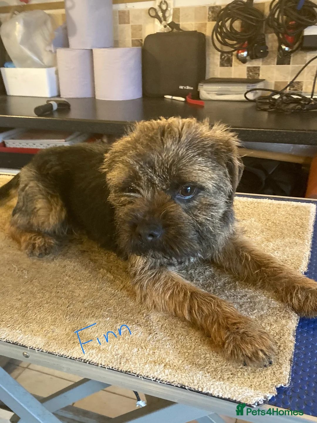 Border Terrier dogs for stud: MEET FINN in Maidstone - Advert 2