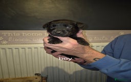 Labrador Retriever dogs for sale: 4 labrador puppies - Image 4