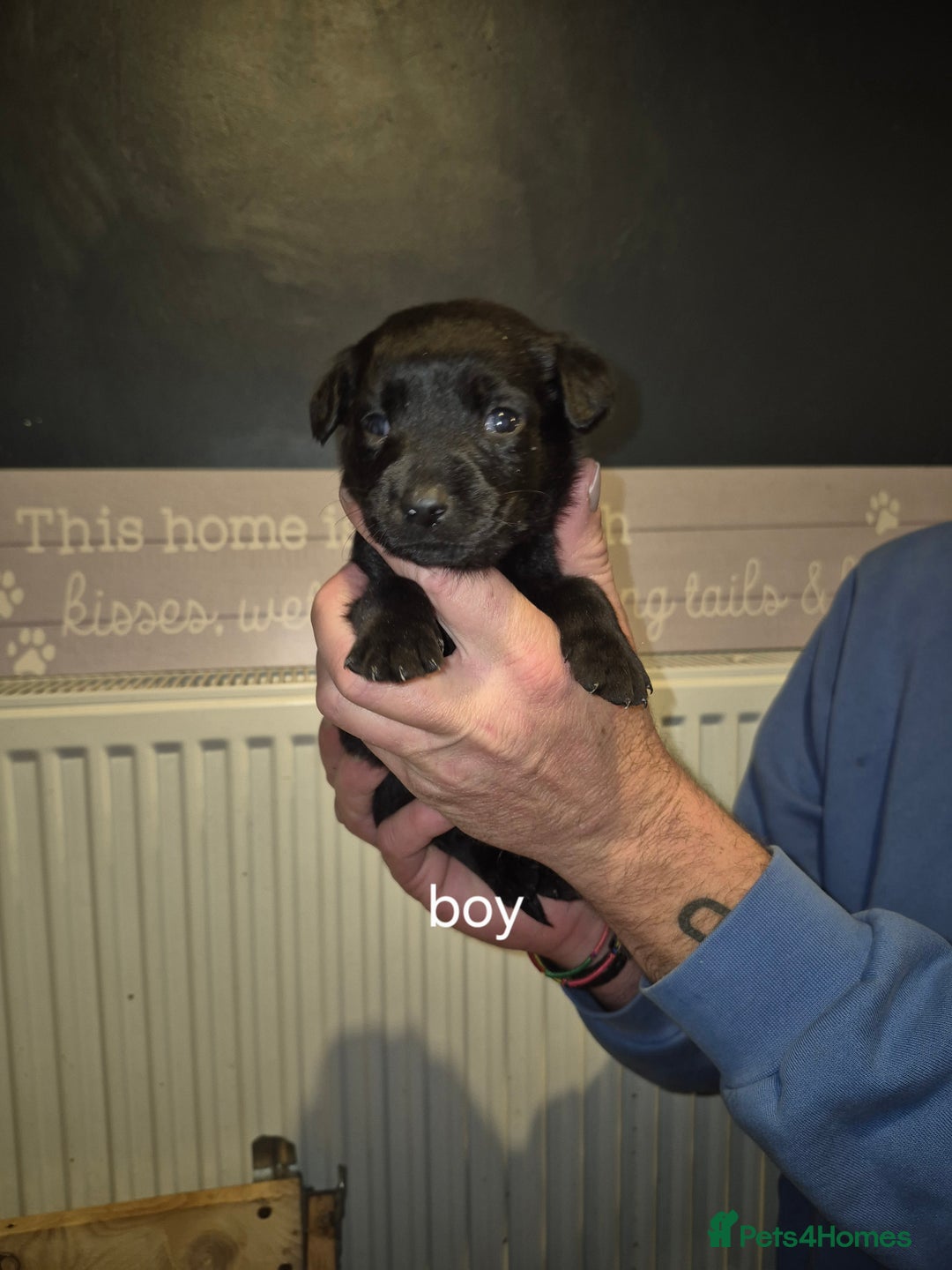 Labrador Retriever dogs for sale: 4 labrador puppies - Image 4