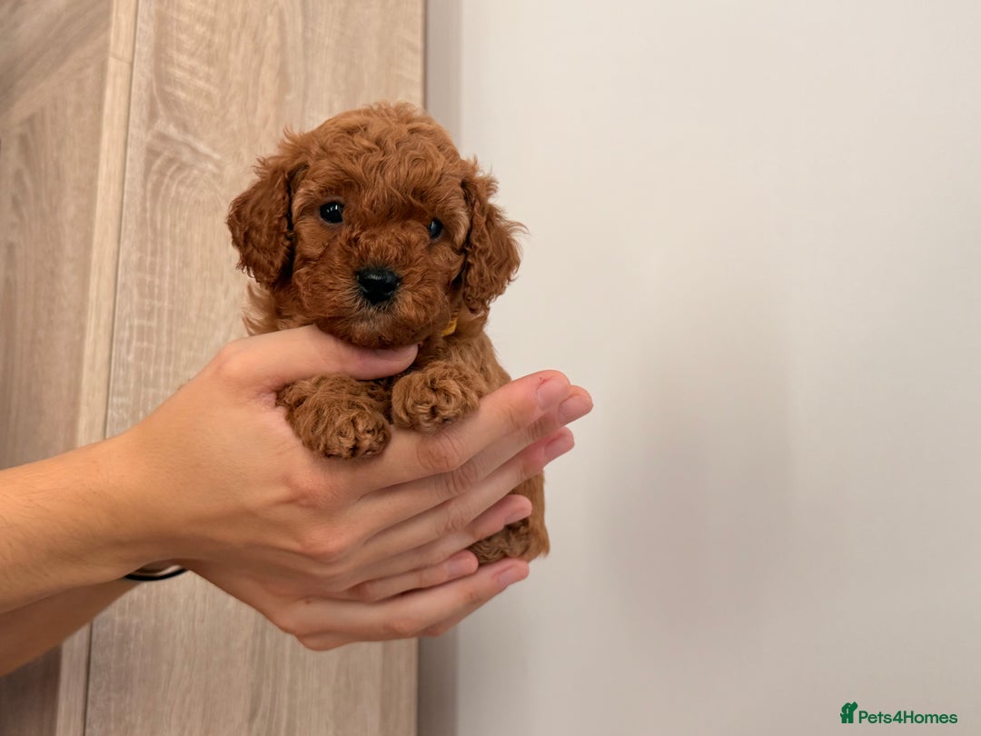Cavapoo dogs for sale: Premium F1B Toy Red Cavapoo - 2 LEFT - Image 5