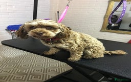 Cockapoo dogs for sale: Small cockapoo puppies ready Sept - Image 2