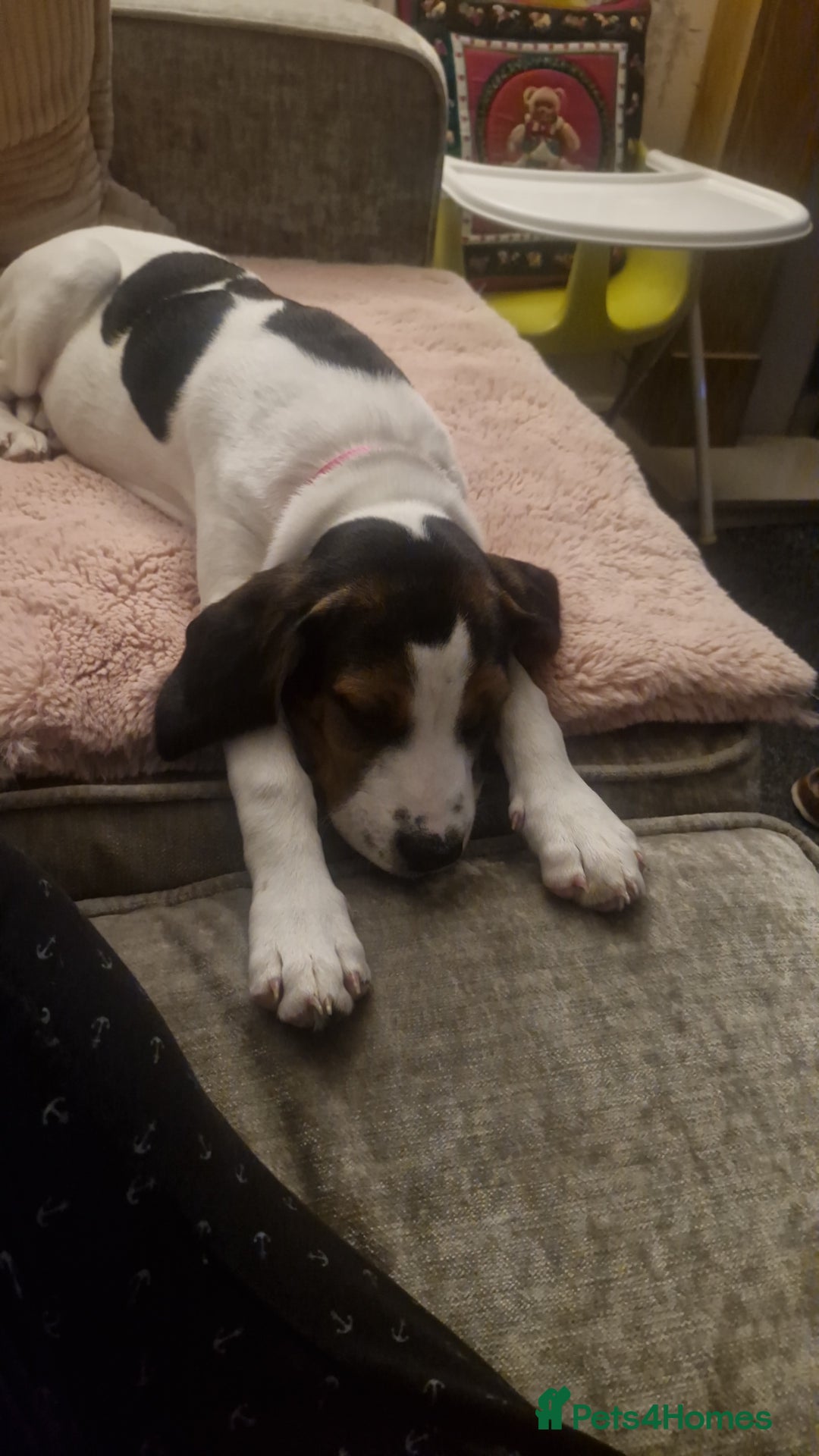 Mixed Breed dogs for sale: Betty - Beagle Spaniel mix - Image 6
