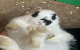New Zealand rabbits for sale: New Zealand rabbit - Image 7