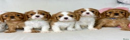 Cavalier King Charles Spaniel dogs for stud: KC Reg for STUD Health Tested Excellent Pedigrees  in Nottingham - Advert 20