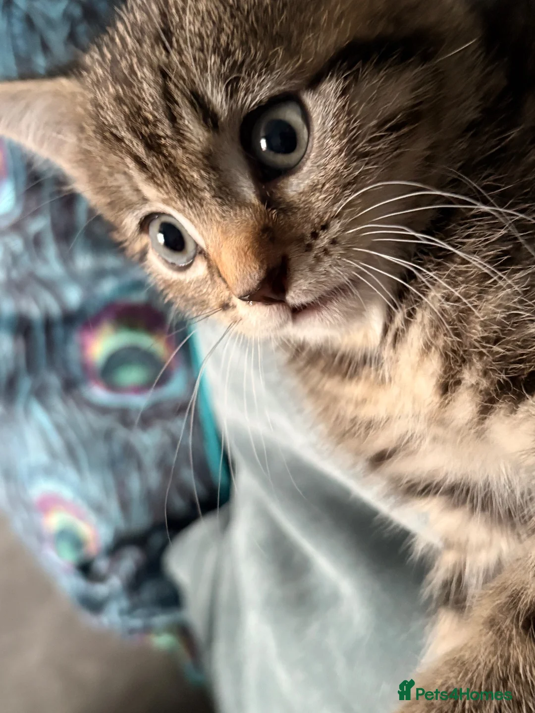 Mixed Breed cats for sale: 1 male kitten for sale.  in Lockerbie - Advert 2