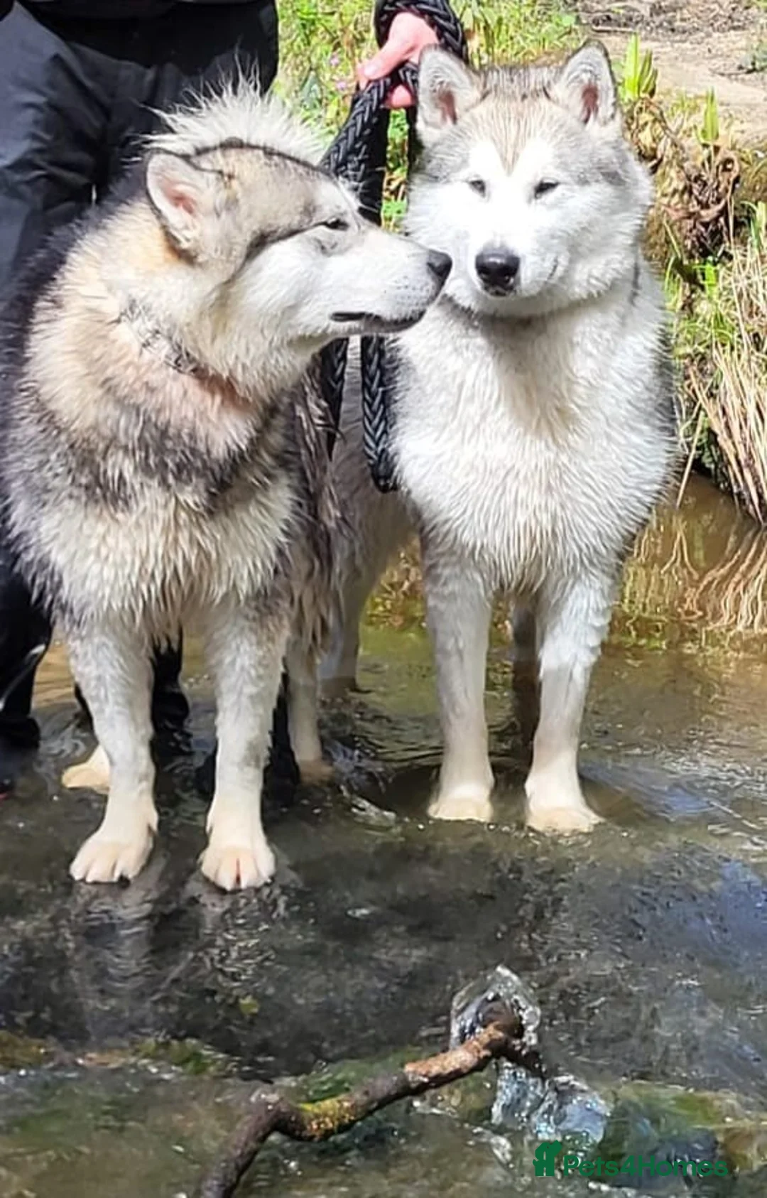 Alaskan Malamute dogs for sale: Kc registered  alaskan malamute  female  - Advert 2