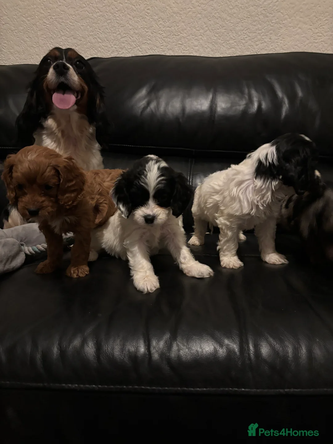 Cavapoo dogs for sale: F1 Cavapoo puppies  - Advert 10