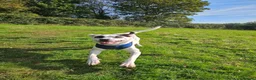 Mixed Breed dogs for adoption: Flipper for adoption in London - Advert 10