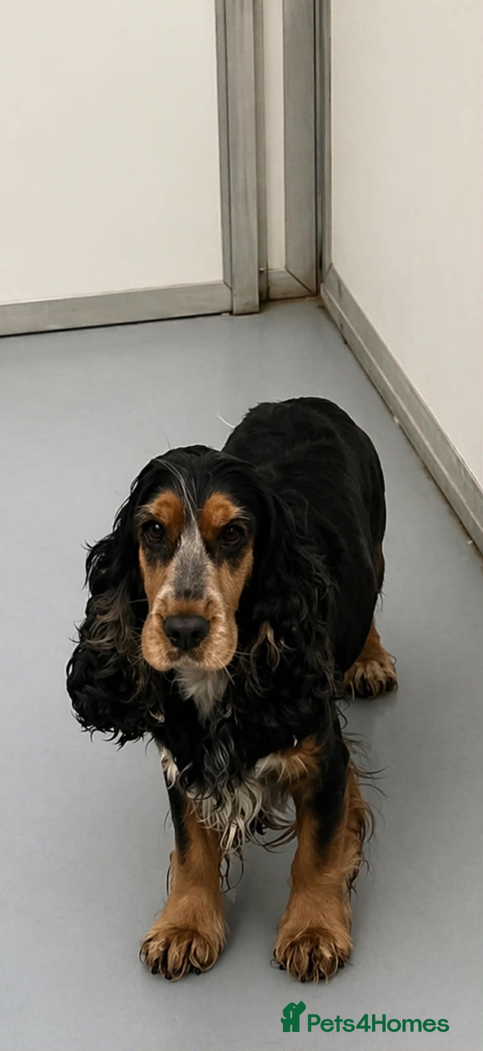 Cockapoo dogs for sale: F1 cockerpoos available  - Advert 1