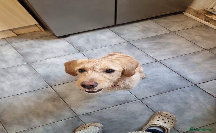 Labradoodle dogs Labradoodle Rosa   - Advert 1