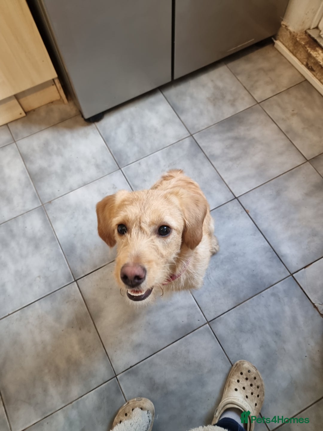 Labradoodle dogs for sale: Labradoodle Rosa   - Advert 1