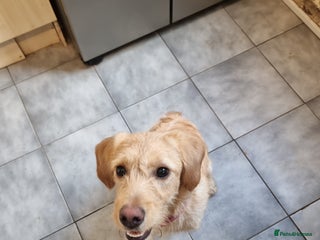 Labradoodle dogs Labradoodle Rosa - Advert 1