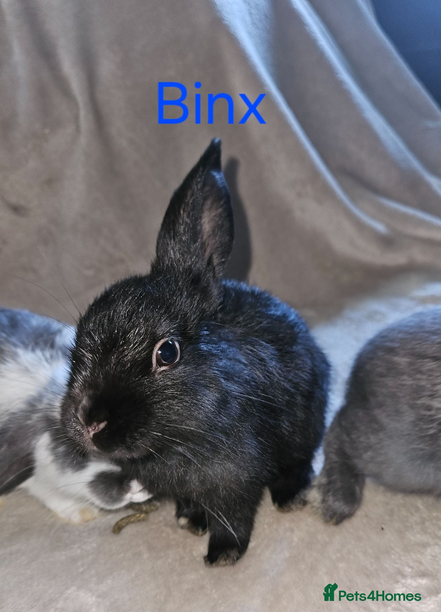 Mini Lop rabbits Baby Lop rabbit for sale to loving home - Advert 1