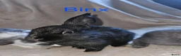 Mini Lop rabbits for sale: Baby Lop rabbits for sale to loving homes - Advert 4