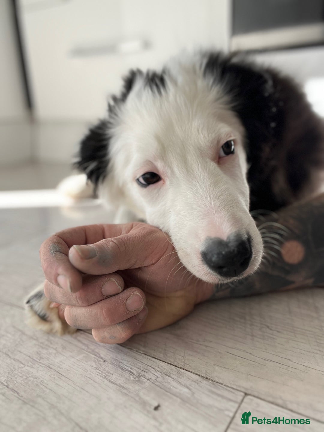 Border Collie dogs for sale: Border Collie  - Image 4