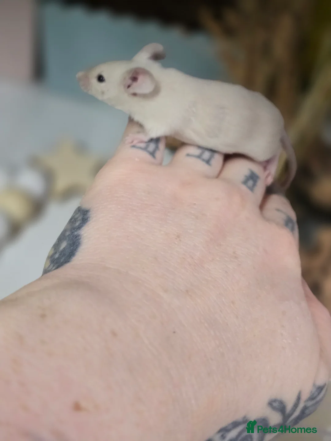 Mouse rodents for sale: Female mice available mixed colours  - Advert 2