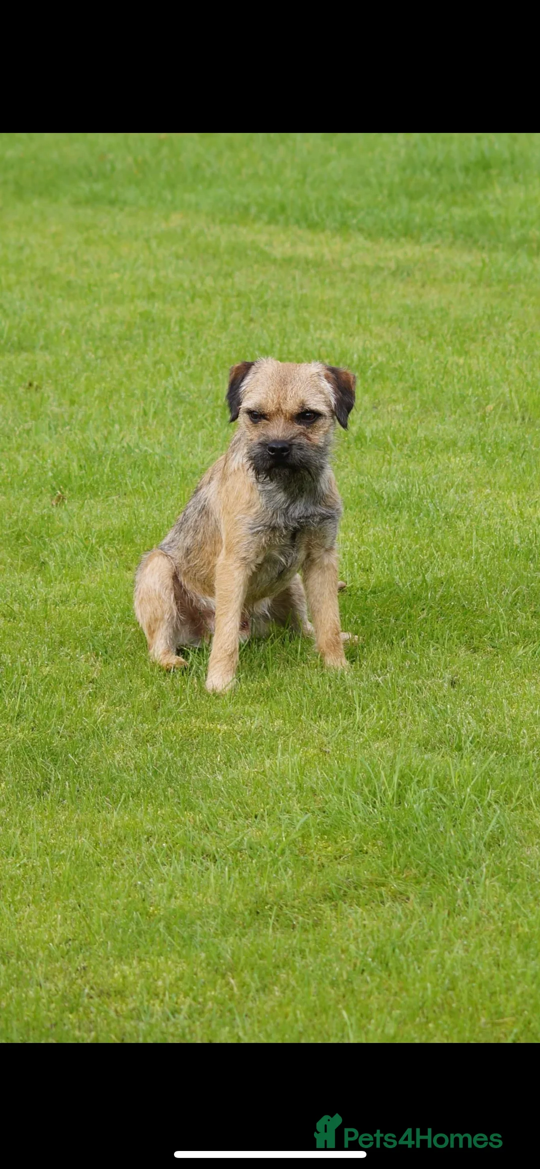 Border Terrier dogs for stud: KC SLEM clear Oxcroft border terrier proven stud in Chesterfield - Advert 11