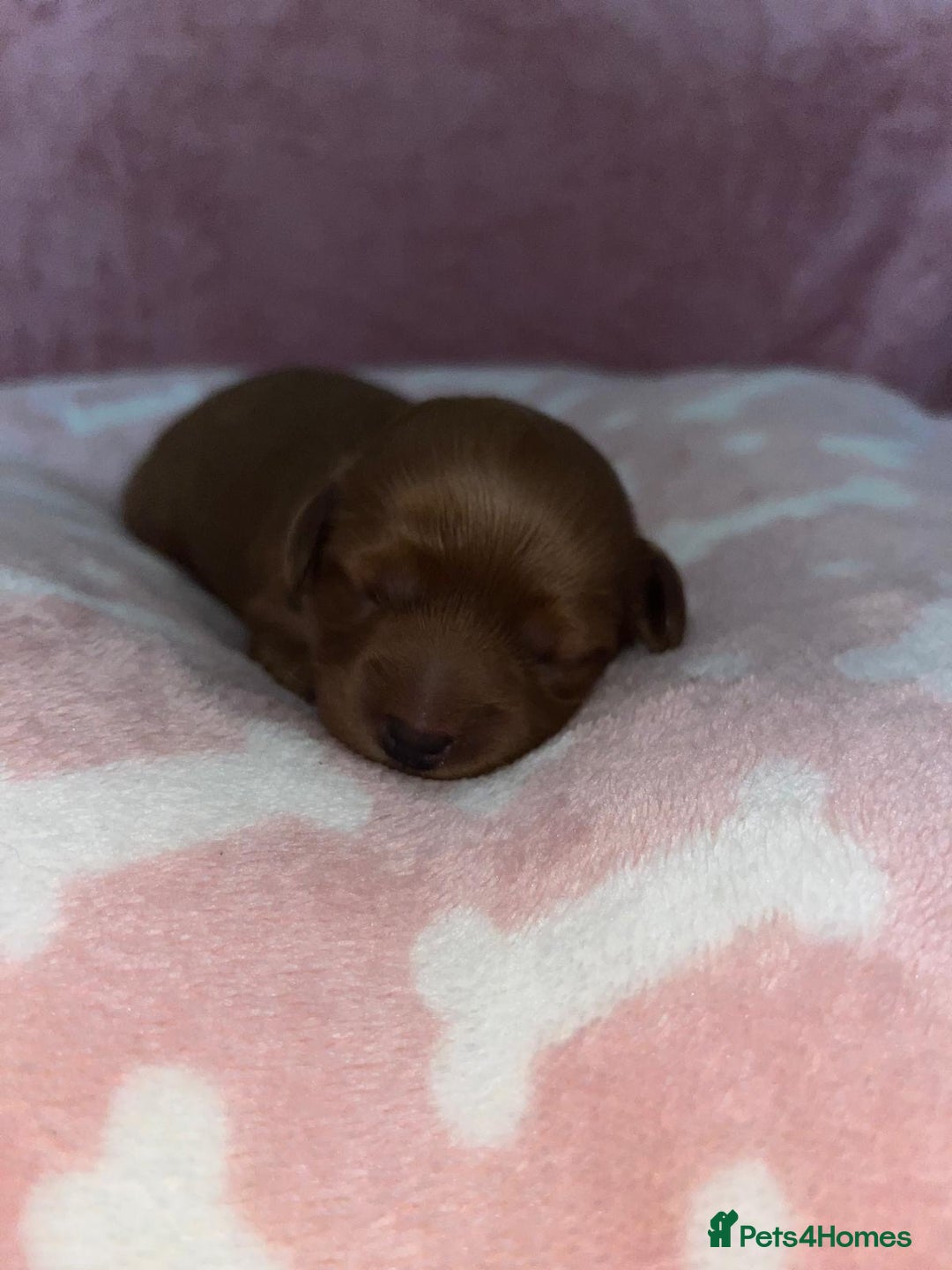 Cockapoo dogs for sale: 🌸3 gorgeous Chunky Cockapoos 🌸 - Image 34