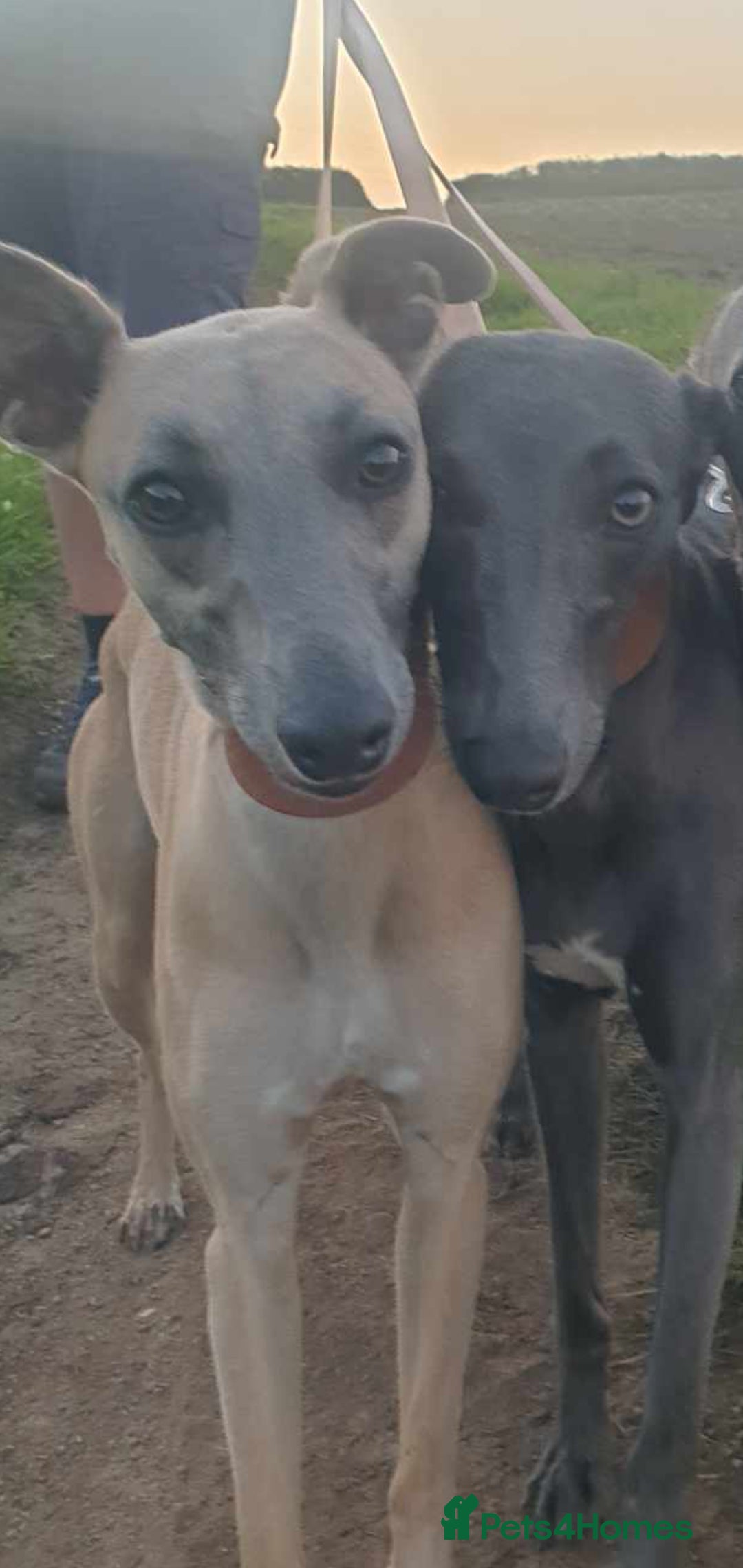 Whippet dogs for sale: 2 lovely whippet - Advert 2