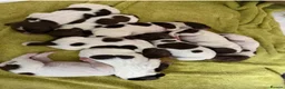 English Springer Spaniel dogs for sale: KC Reg working English springer spaniels in Watlington - Advert 1