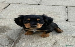 Cocker Spaniel dogs for sale: Cocker spaniels - Image 1