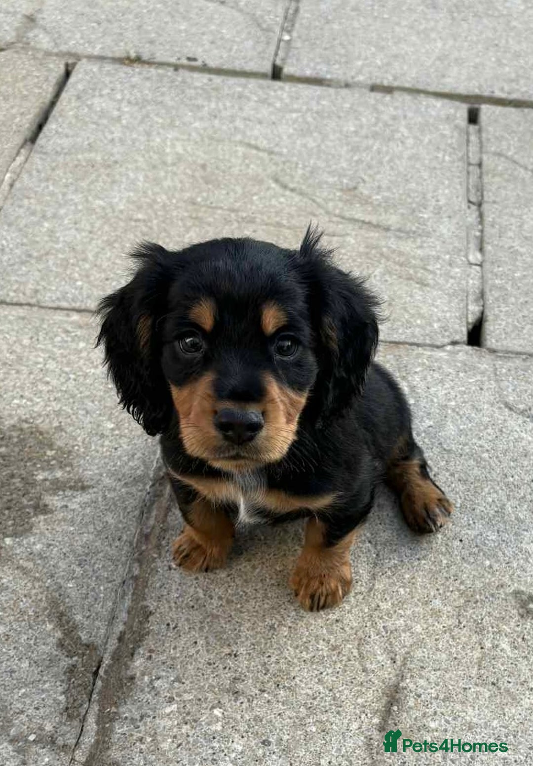 Cocker Spaniel dogs for sale: Cocker spaniels - Image 1