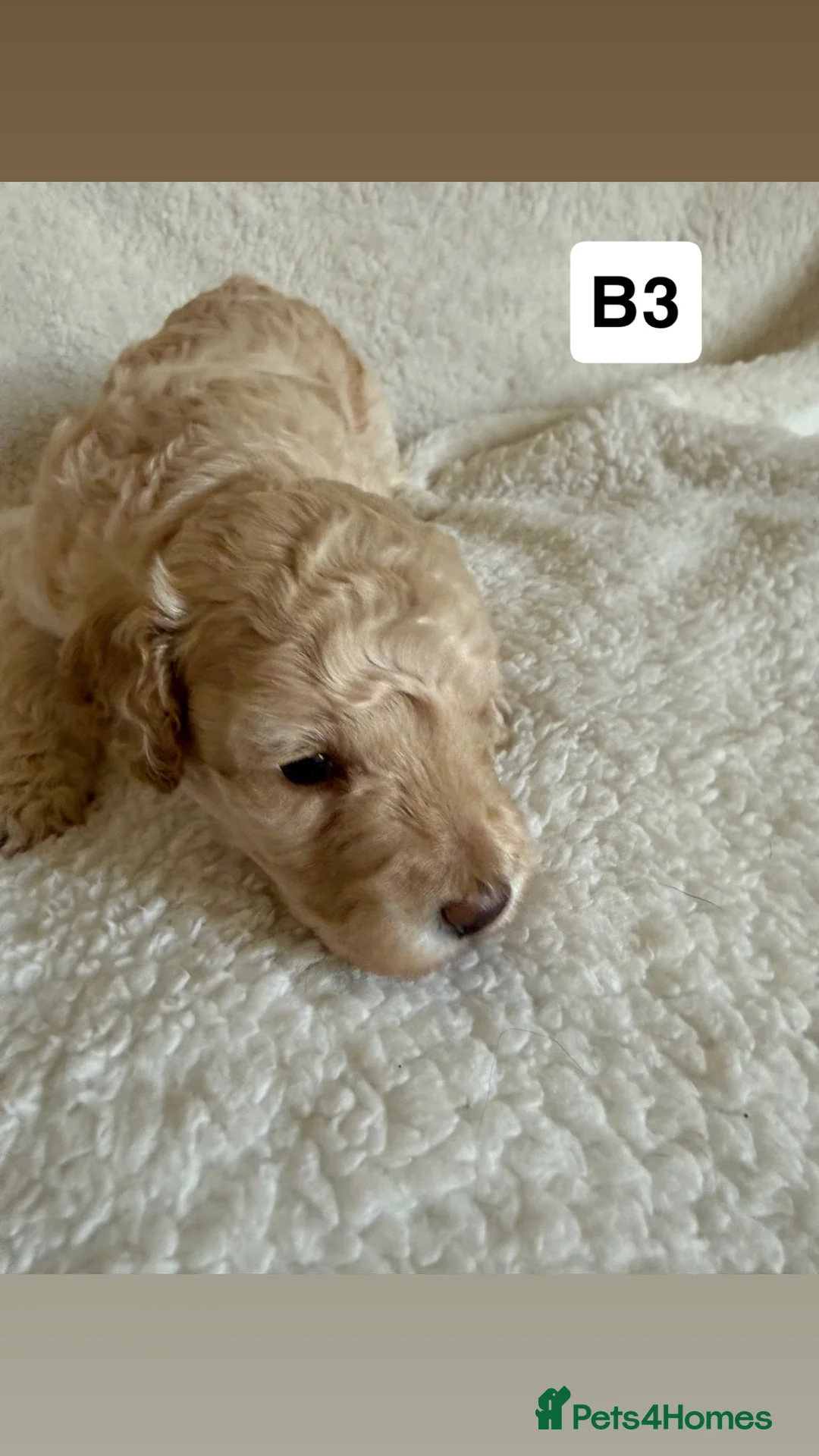 Miniature Poodle dogs for sale: Miniature poodle puppies for sale  - Advert 17