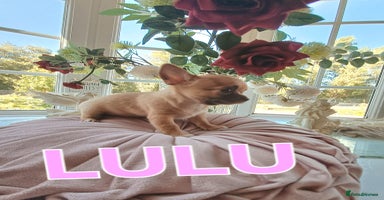 Chihuahua dogs - Advert 11