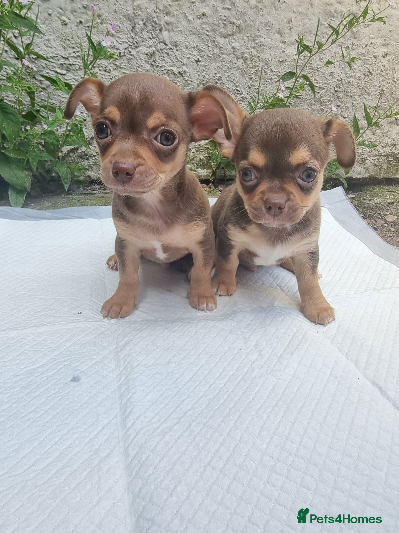 Chihuahua dogs Chihuahuas - Advert 2