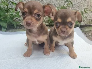 Chihuahua dogs Chihuahuas - Advert 2
