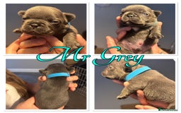 French Bulldog dogs for sale: French Bulldog Puppies in Altrincham - Image 9