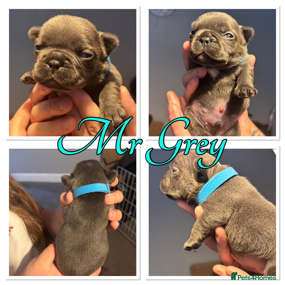 French Bulldog dogs for sale: French Bulldog Puppies in Altrincham - Image 9