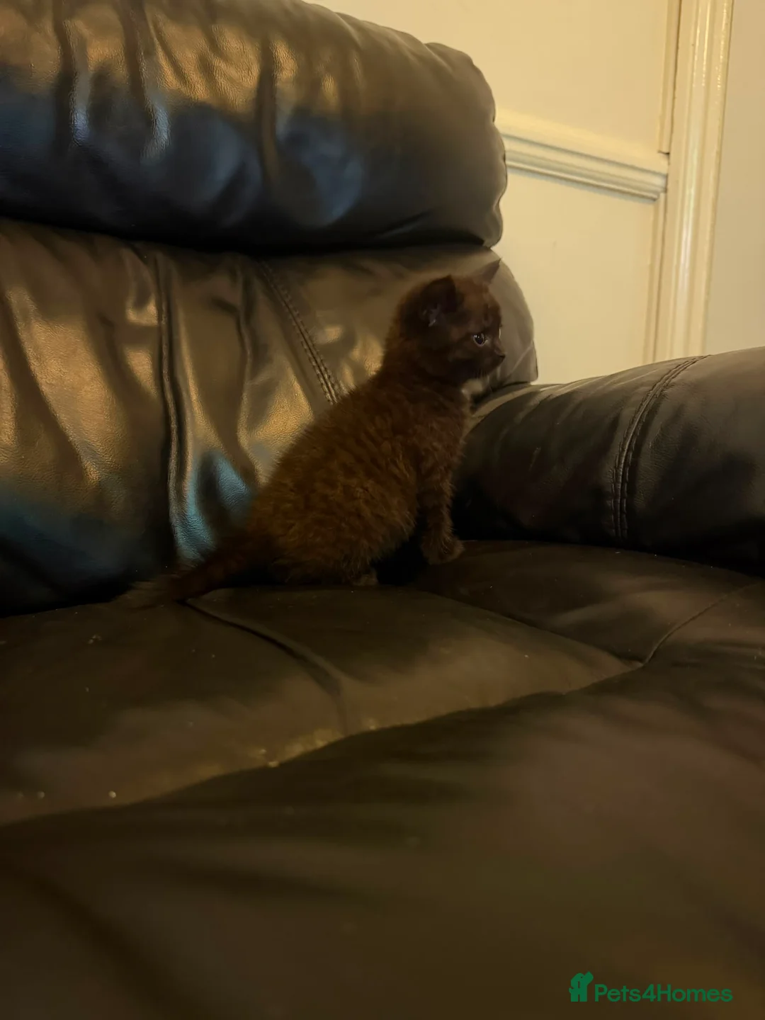 British Shorthair cats for sale: 5 British Shorthair kittens (MIXED) in London - Advert 2