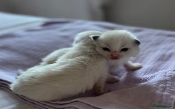 Ragdoll cats for sale: 🎀Beautiful Ragdoll kittens (TICA reg)🎀 - Image 4