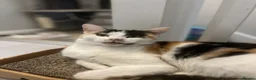 Mixed Breed cats for sale: 5 month old kittens looking for loving home in London - Advert 5