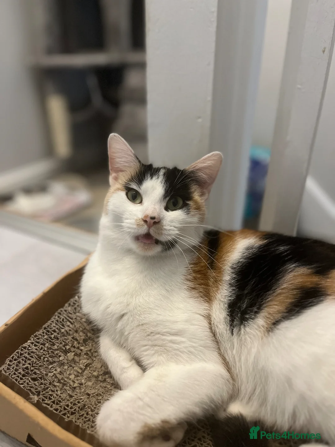 Mixed Breed cats for sale: 5 month old kittens looking for loving home in London - Advert 5